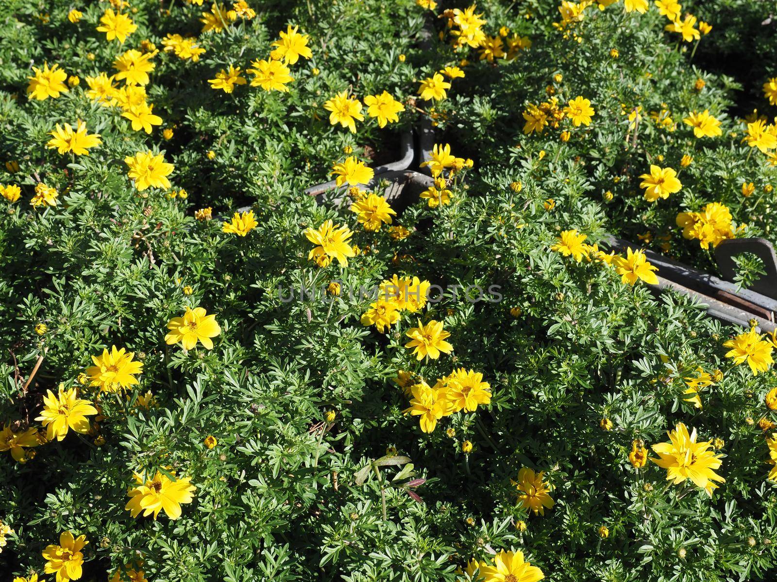 yellow flowers background by claudiodivizia