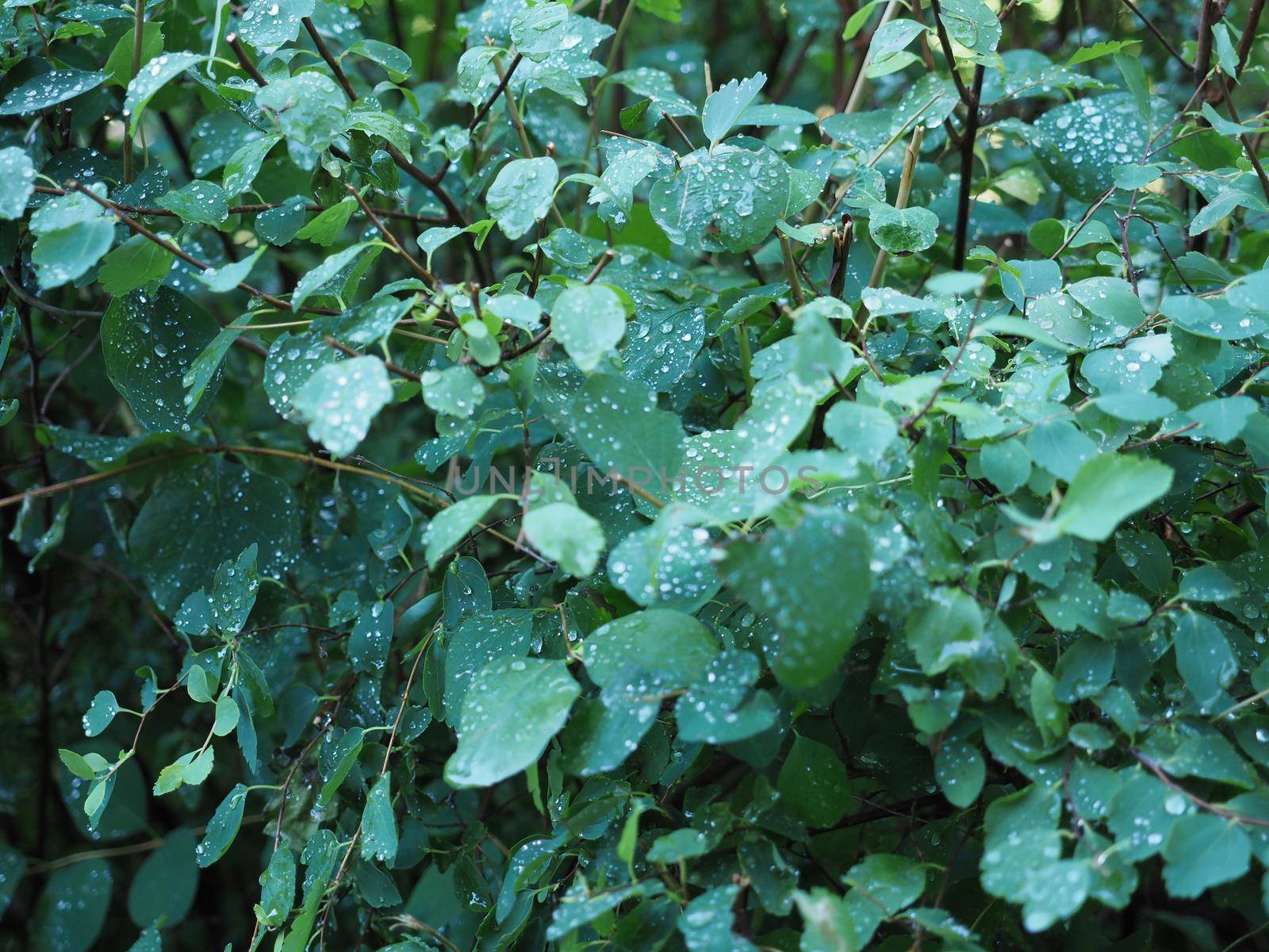 rain drops on green leaves of a plant