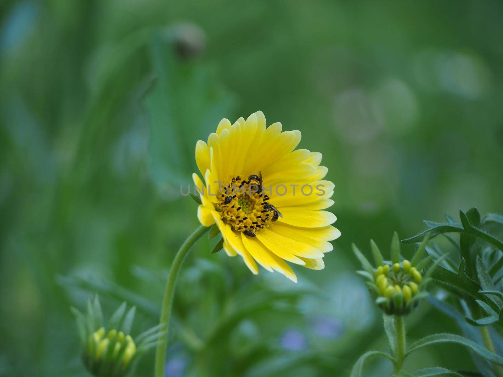 insects fetching nectar from a yellow flower in a lawn