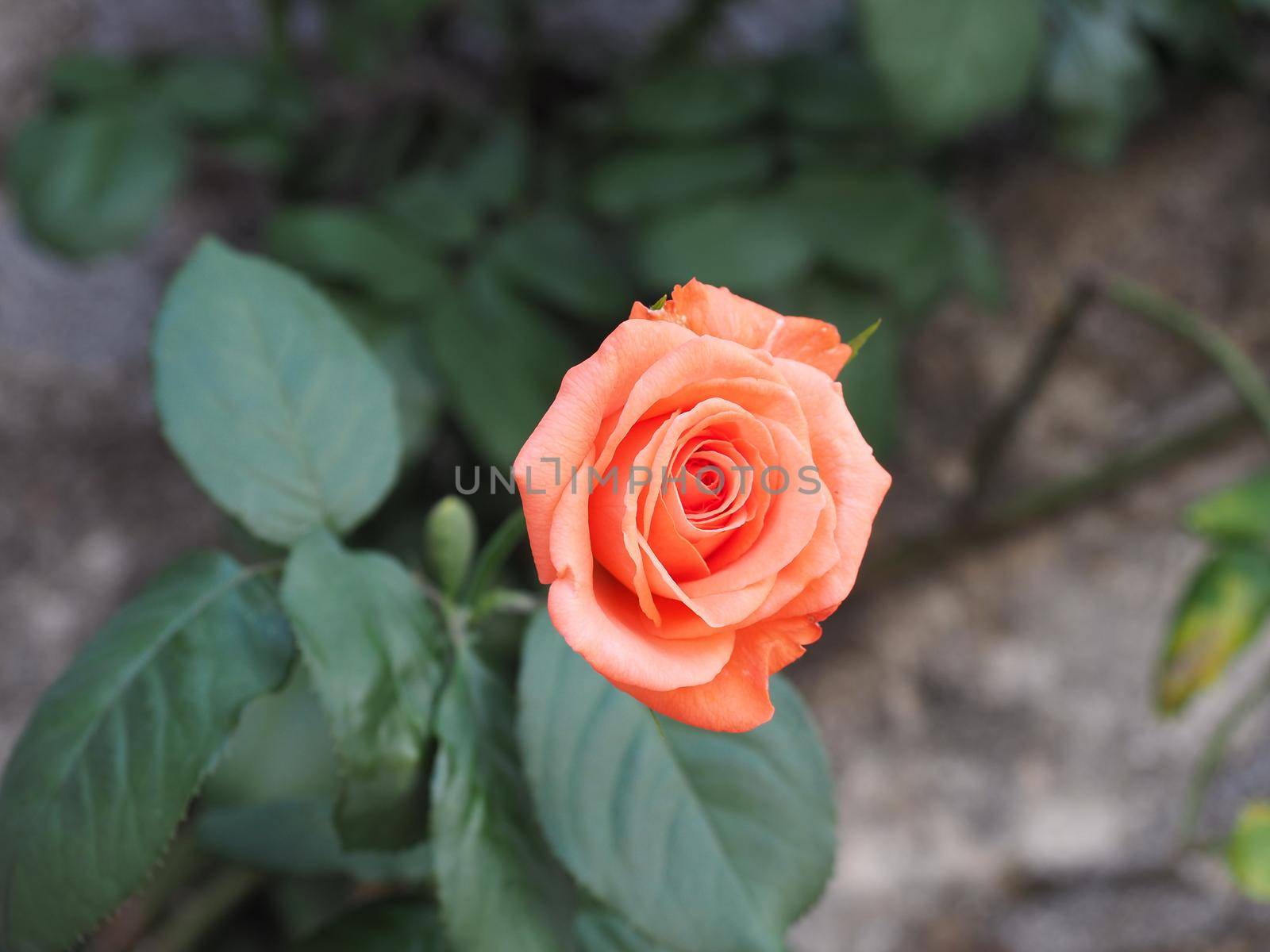 rose perennial shrub orange flower scientific name Rosa