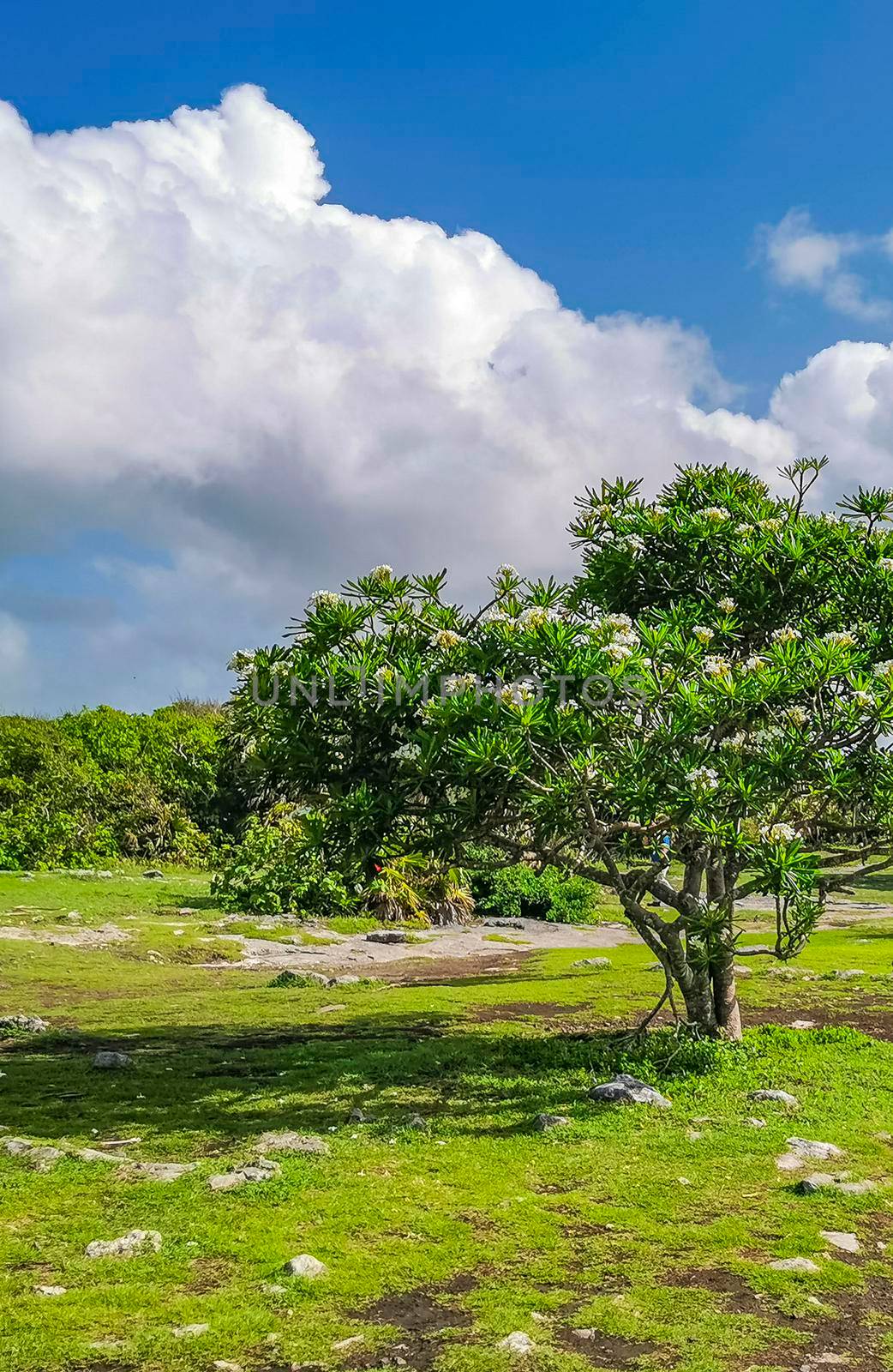 Ancient Tulum ruins Mayan site temple pyramids artifacts seascape Mexico. by Arkadij