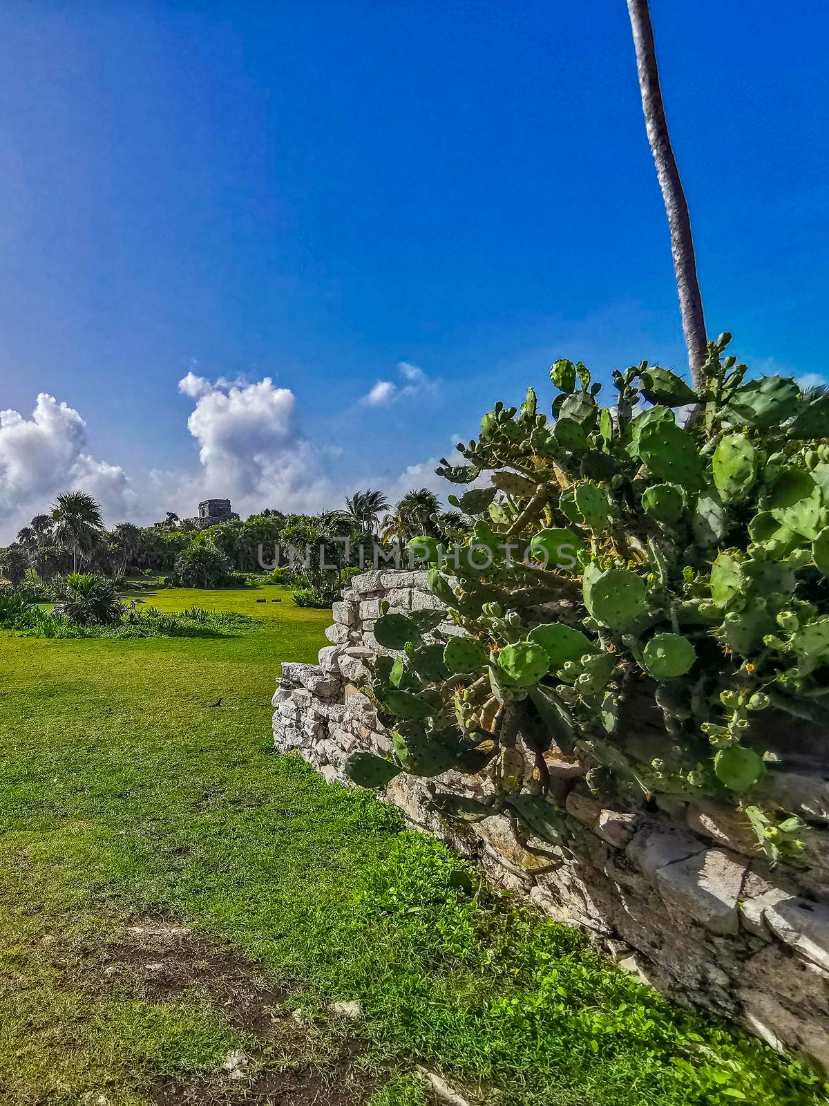 Ancient Tulum ruins Mayan site with temple ruins pyramids and artifacts in the tropical natural jungle forest palm and seascape panorama view in Tulum Mexico.