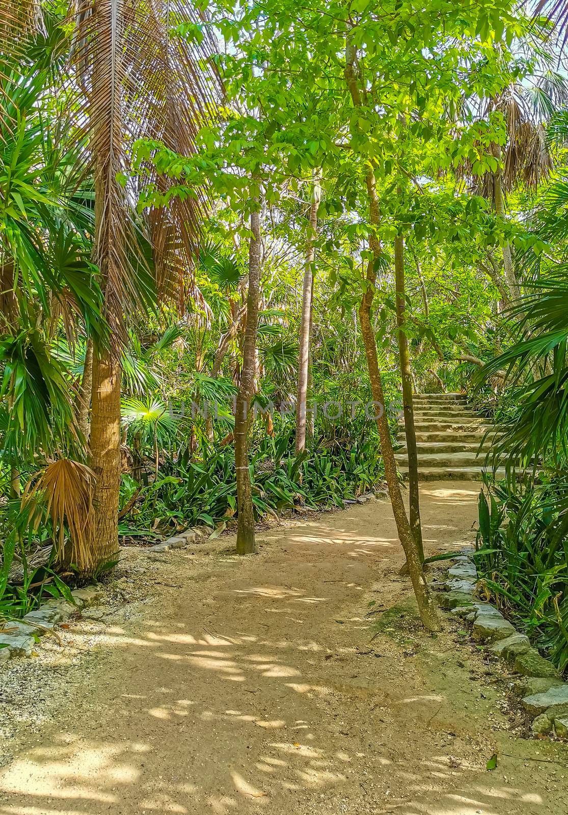 Ancient Tulum ruins Mayan site with temple ruins pyramids and artifacts in the tropical natural jungle forest palm and seascape panorama view in Tulum Mexico.