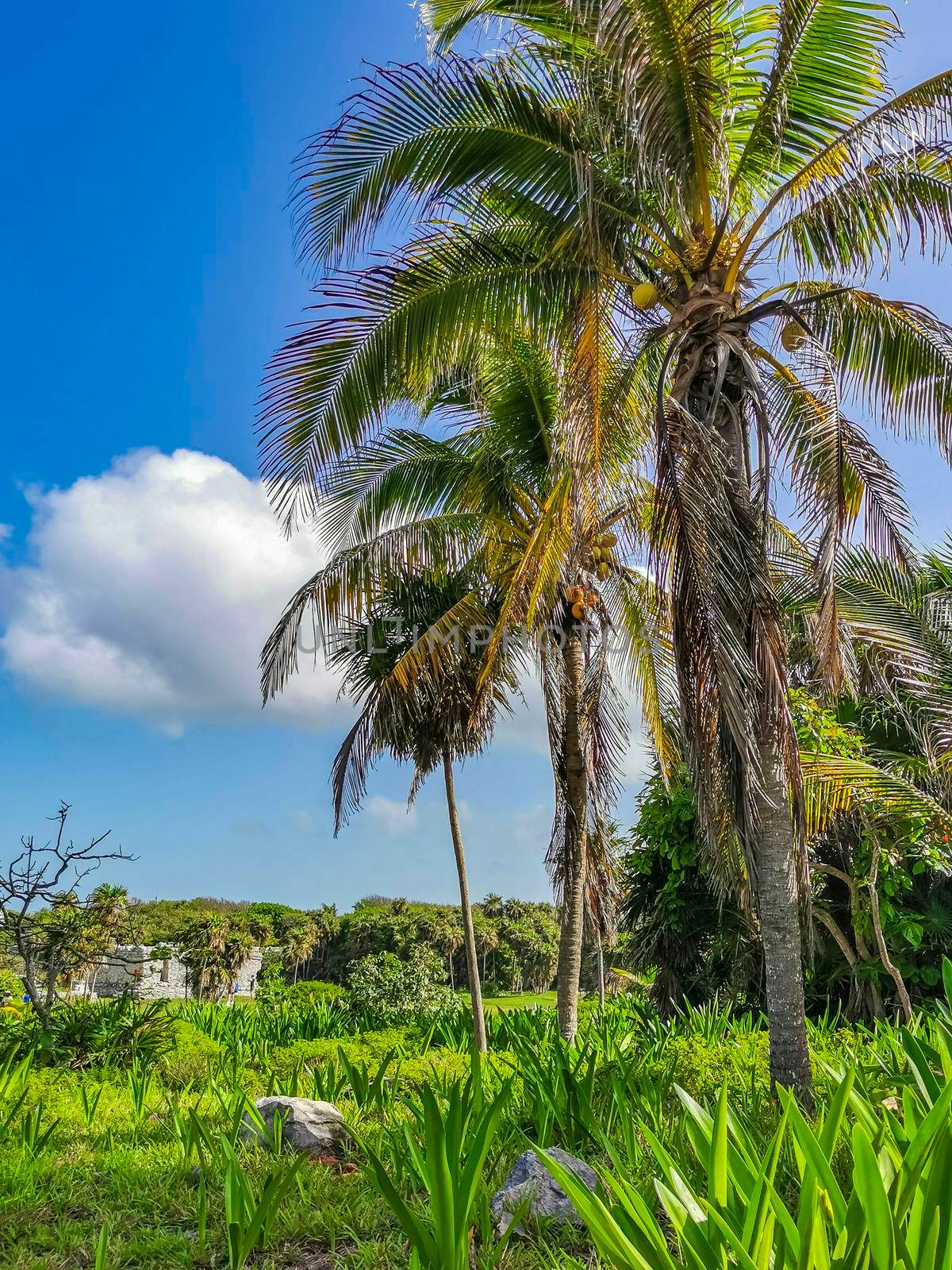 Ancient Tulum ruins Mayan site with temple ruins pyramids and artifacts in the tropical natural jungle forest palm and seascape panorama view in Tulum Mexico.