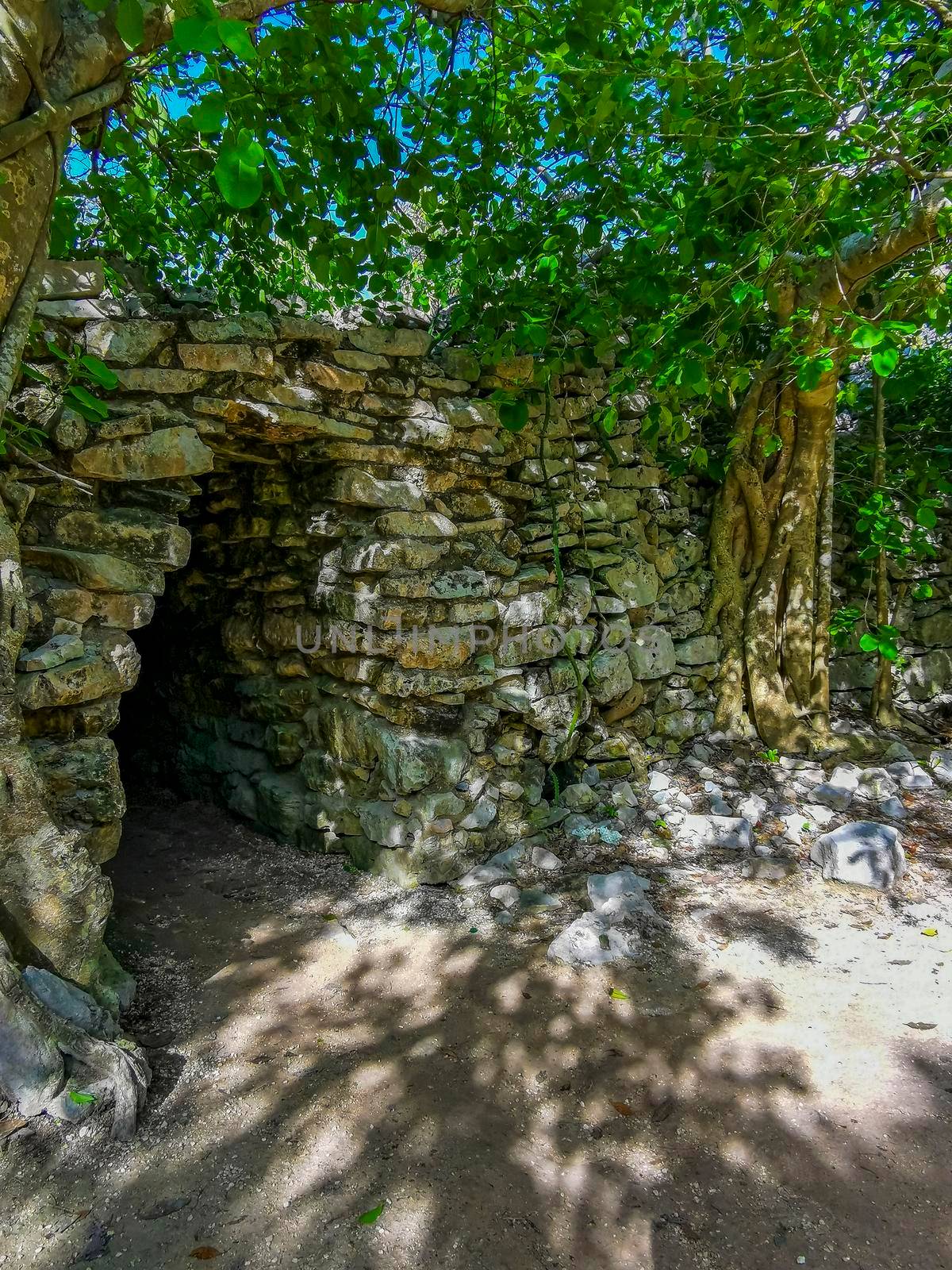 Ancient Tulum ruins Mayan site with temple ruins pyramids and artifacts in the tropical natural jungle forest palm and seascape panorama view in Tulum Mexico.