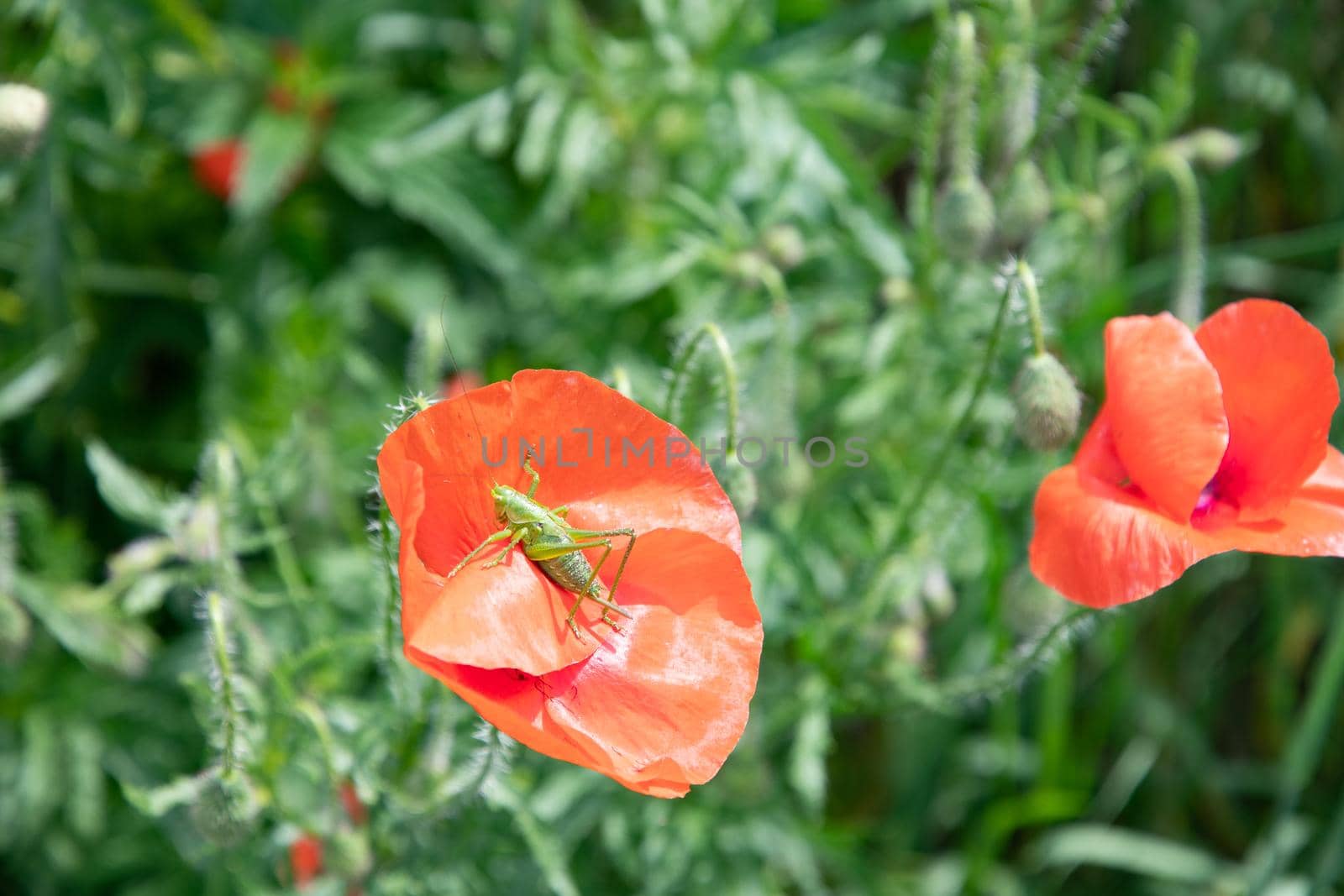 small green grasshopper sitting on scarlet blooming poppy natural flower background sunny summer day. High quality photo