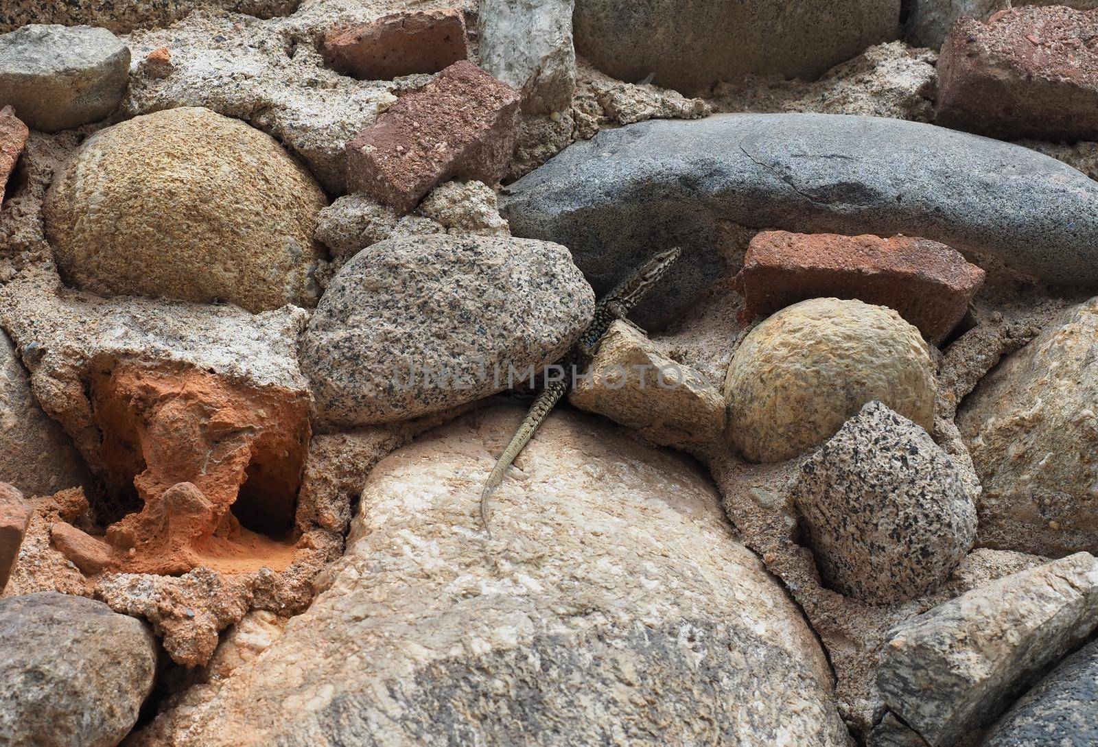 lizard scientific name Lacertilia of animal class reptiles on a stone wall