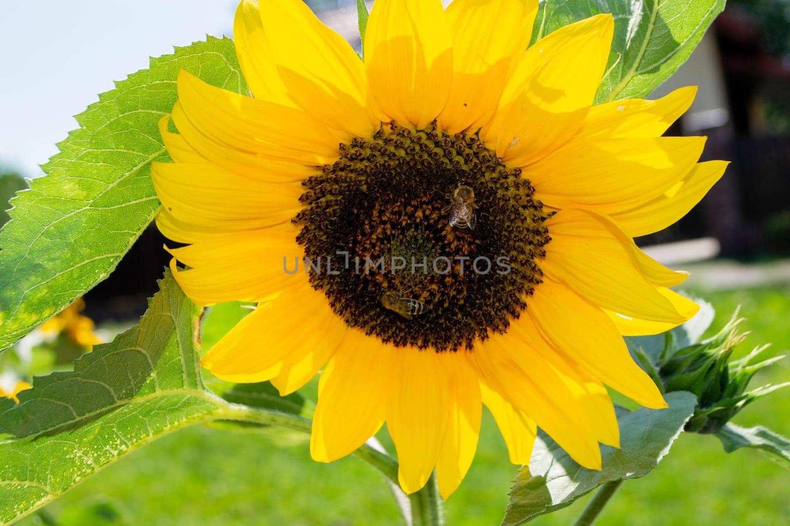 Bee collecting pollen from sunflowers head in the nature. High quality photo