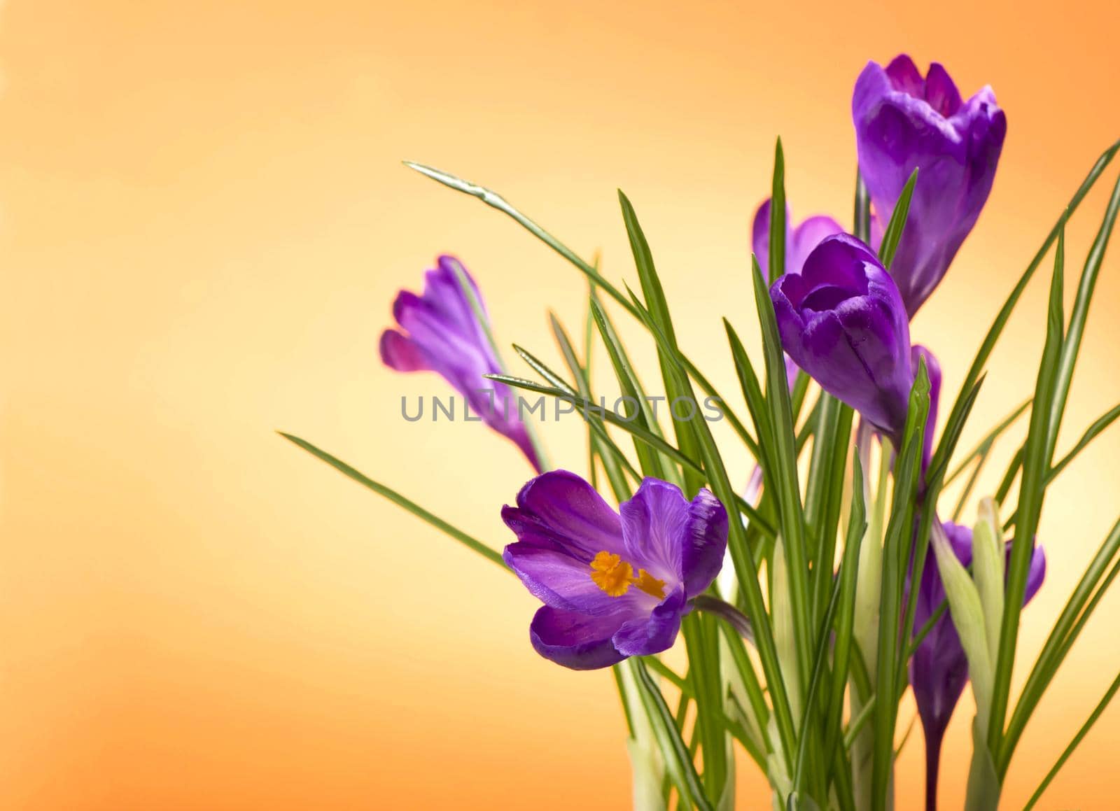 bright purple crocuses spring flowers on orange background by aprilphoto