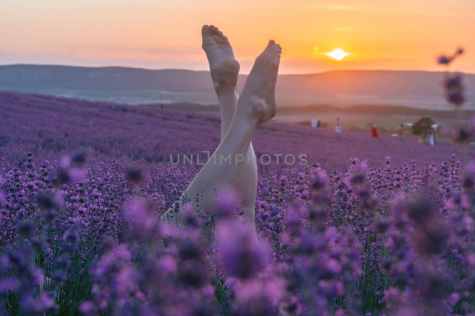 Selective focus. The legs of a girl stick out of the bushes, warm sunset light. Bushes of lavender purple in blossom, aromatic flowers at lavender fields of the French Provence near Valensole