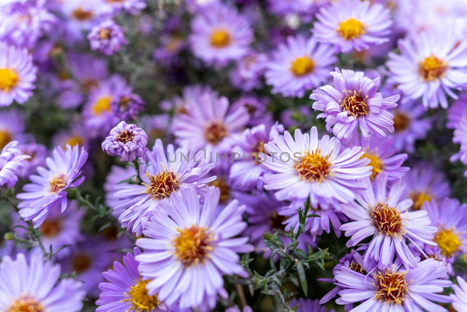 Many fragrant aster flowers close-up. Background with purple flowers.