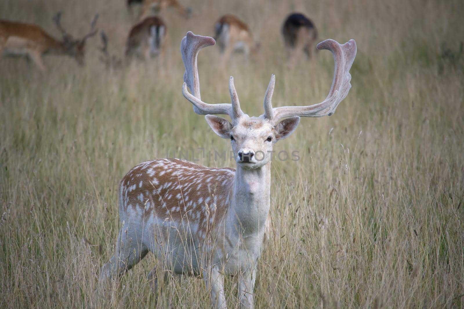 Leucistic variants of European fallow deer. Male (buck) of fallow deer