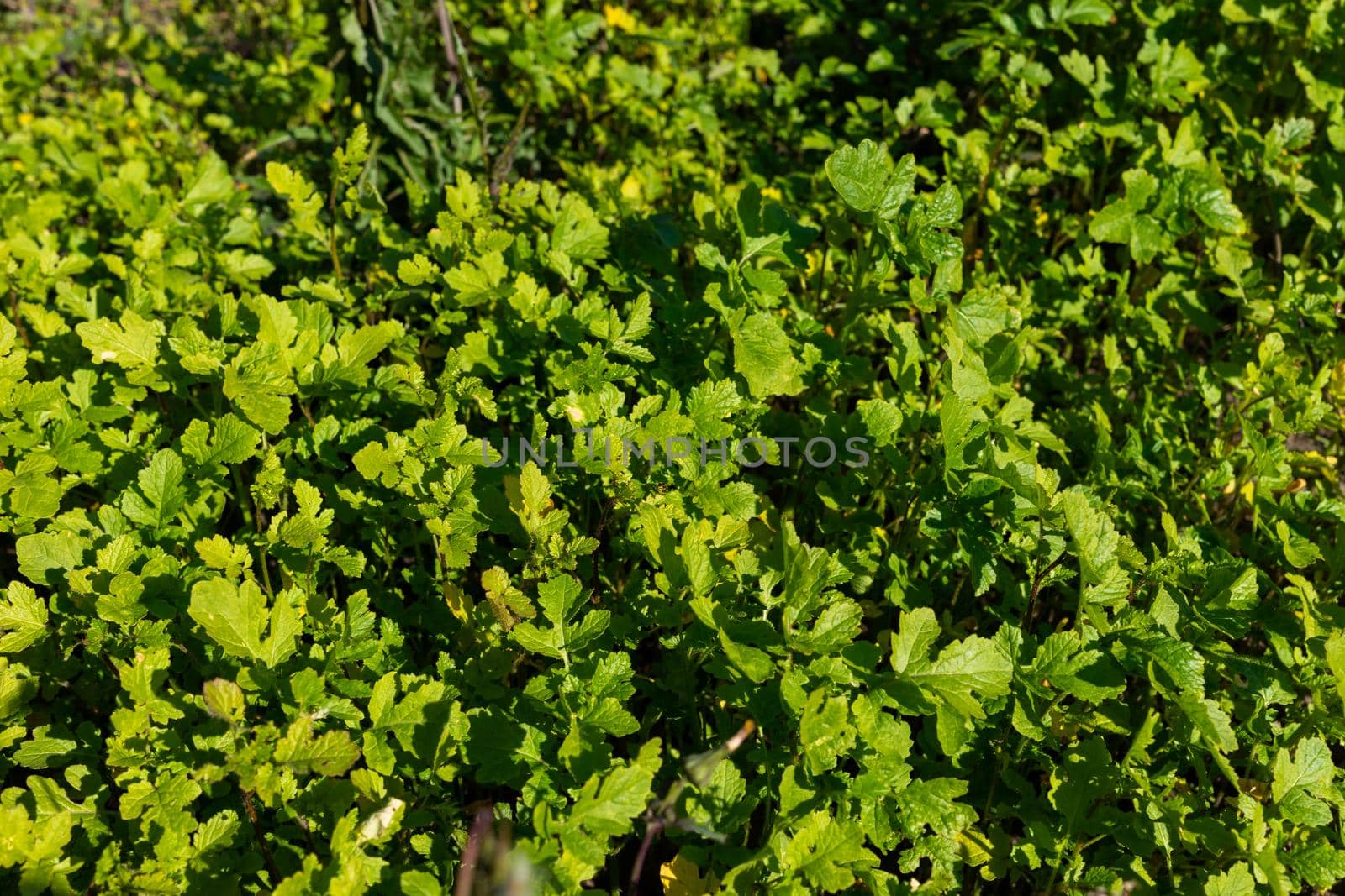 A background of green plants illuminated by the evening sun by Serhii_Voroshchuk