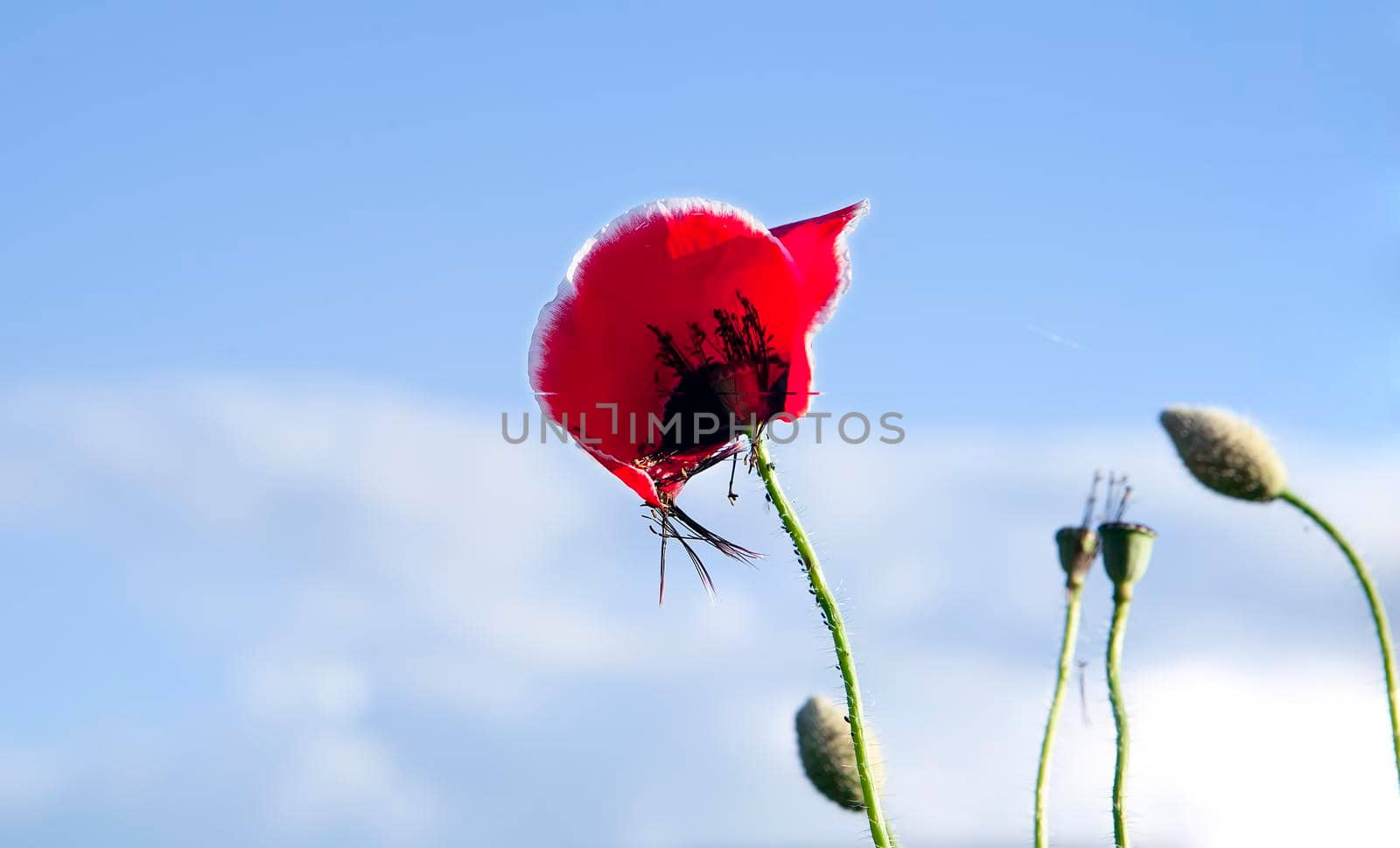 Bright poppy flowers against the blue sky. Field of wild poppies on a sunny spring day. by Hil