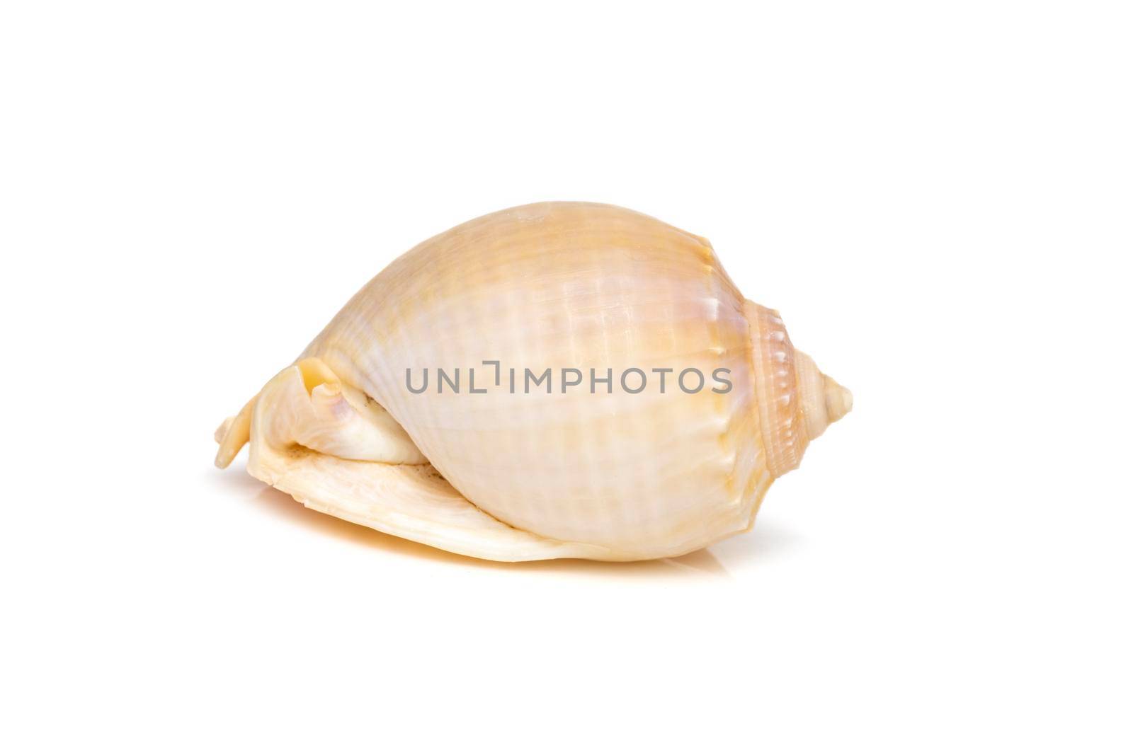 Image of grey bonnet (Phalium glaucum) seashells on a white background. Undersea Animals. Sea Shells.