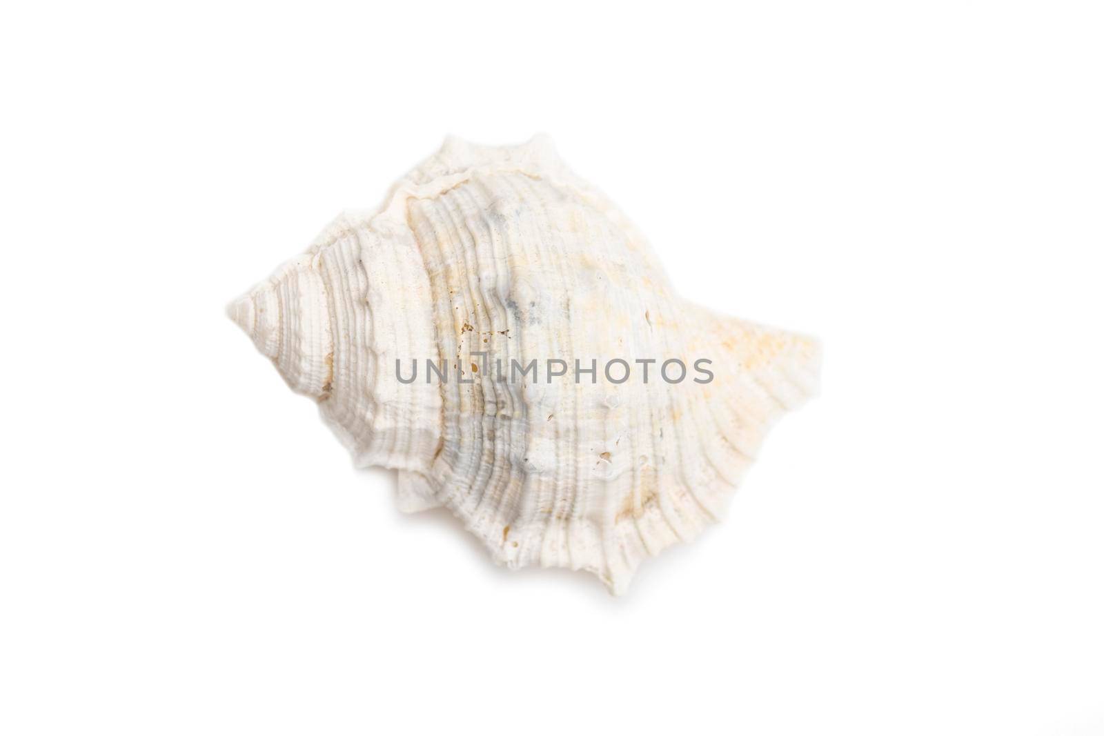 Image of white conch seashells on a white background. Undersea Animals. Sea Shells.