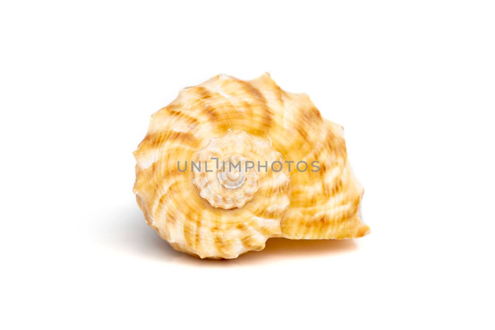 Image of seashell rapana rapiformis on a white background. Undersea Animals. Sea shells.