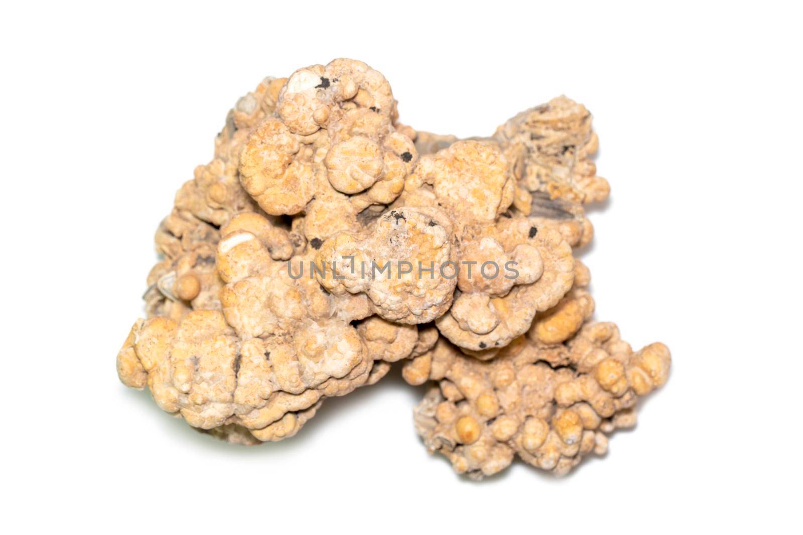 Image of coral cubes on a white background. Undersea Animals.