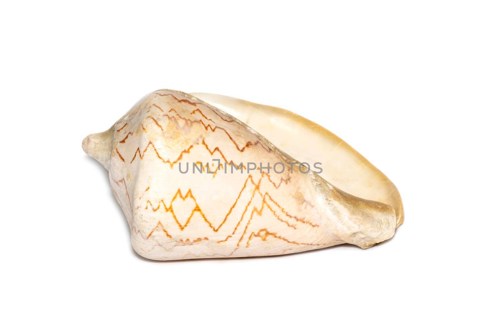 Image of andaman seashell (cymbiola nobilis) on a white background. Undersea Animals. Sea shells.