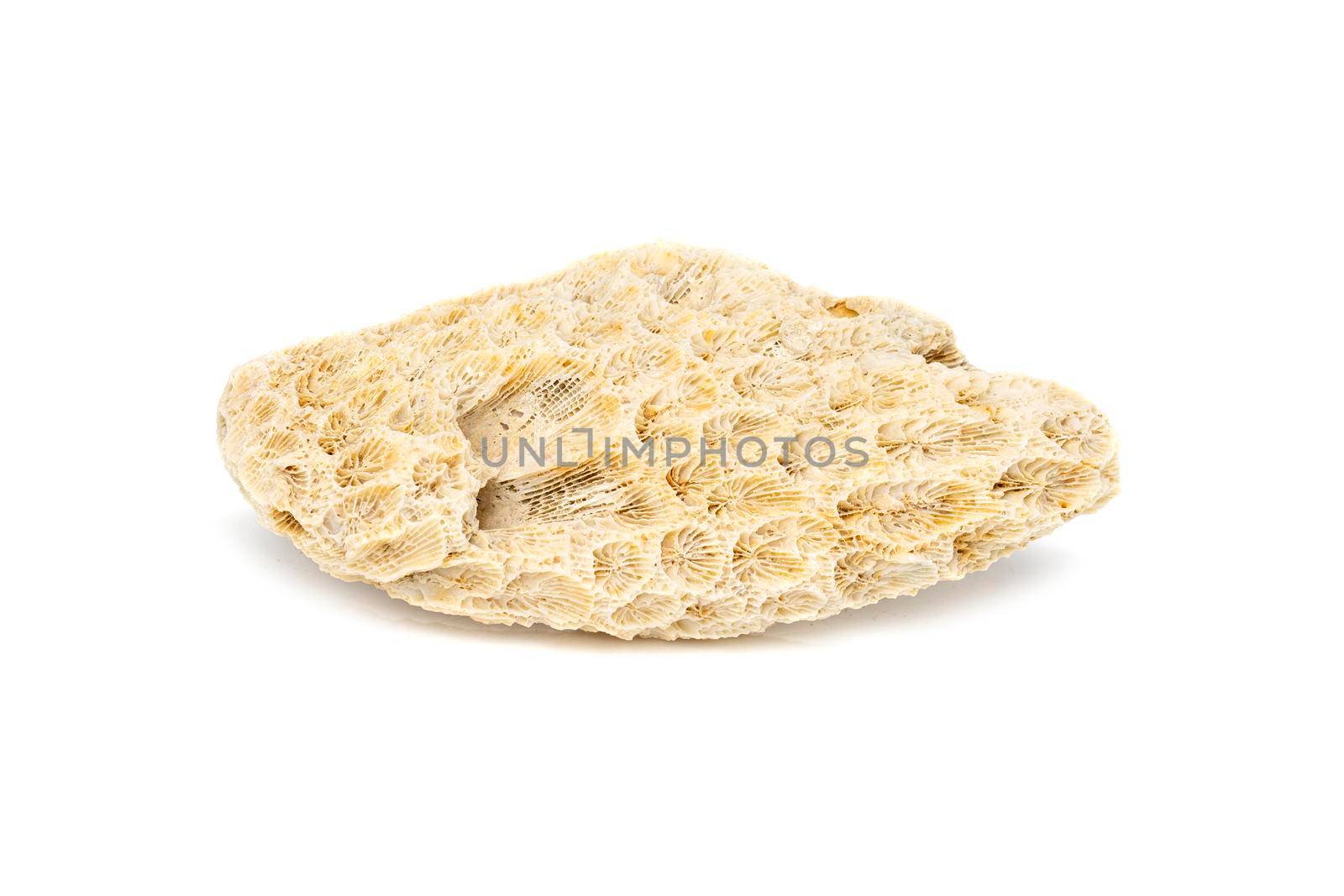 Image of coral cubes on a white background. Undersea Animals.