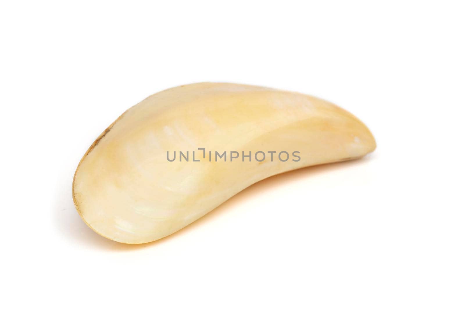 Image of beautiful pale yellow sea shells on a white background. Undersea Animals. Sea Shells.