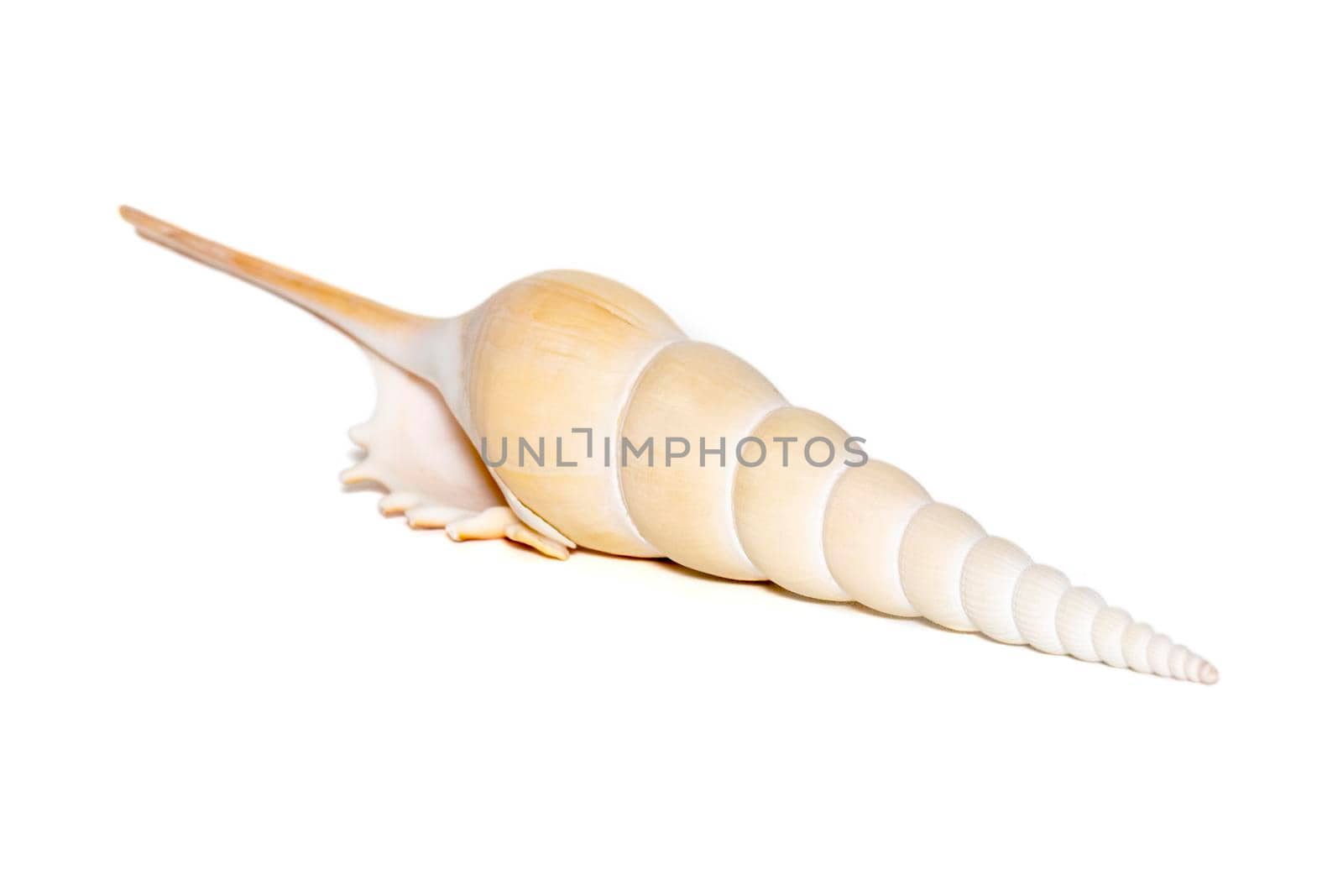 Image of Tibia Fusus sea shells (Spindle tibia or Shinbone tibia gastropod) on a white background. Sea shells. Undersea Animals.