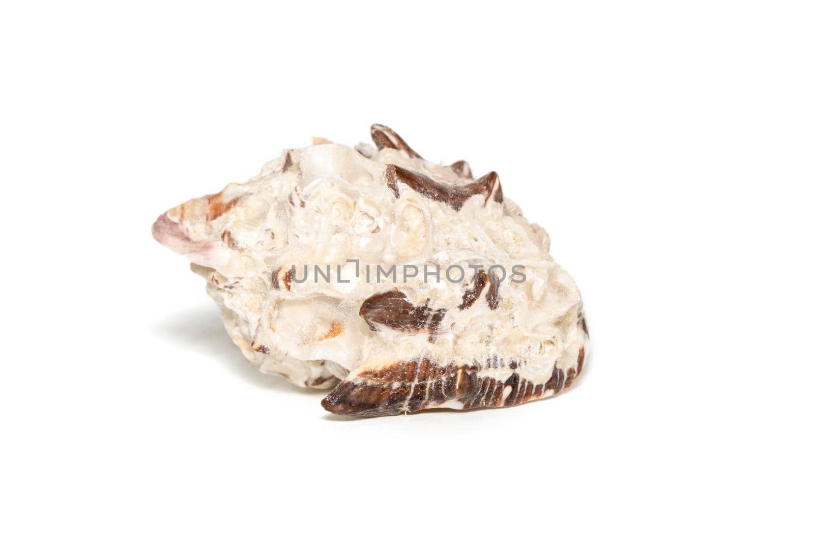 Image of reishia bitubercularis seashells on a white background. Undersea Animals. Sea Shells.