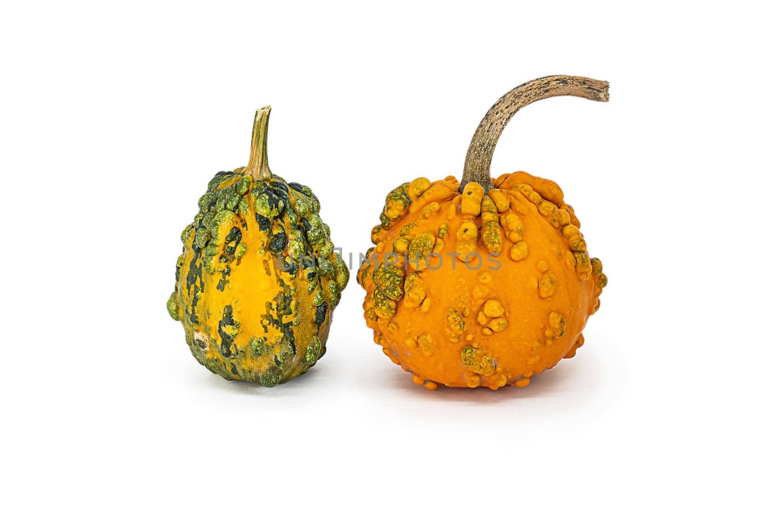 small decorative yellow pumpkins on a white background, cut out, isolated object for healthy food posters. Close-up of a group of two vegetables. Seasonal products, Thanksgiving and Halloween holidays