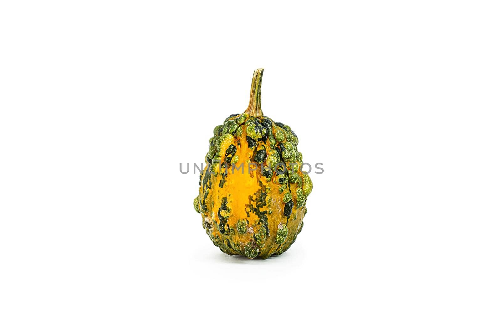 A small decorative green pumpkin with an orange side on a white background. isolated object. Seasonal vegetables, autumn menu, healthy food for the whole family