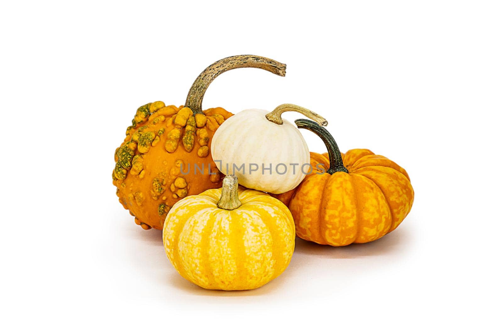 Isolated decorative small pumpkins of different varieties on a white background by Ramanouskaya