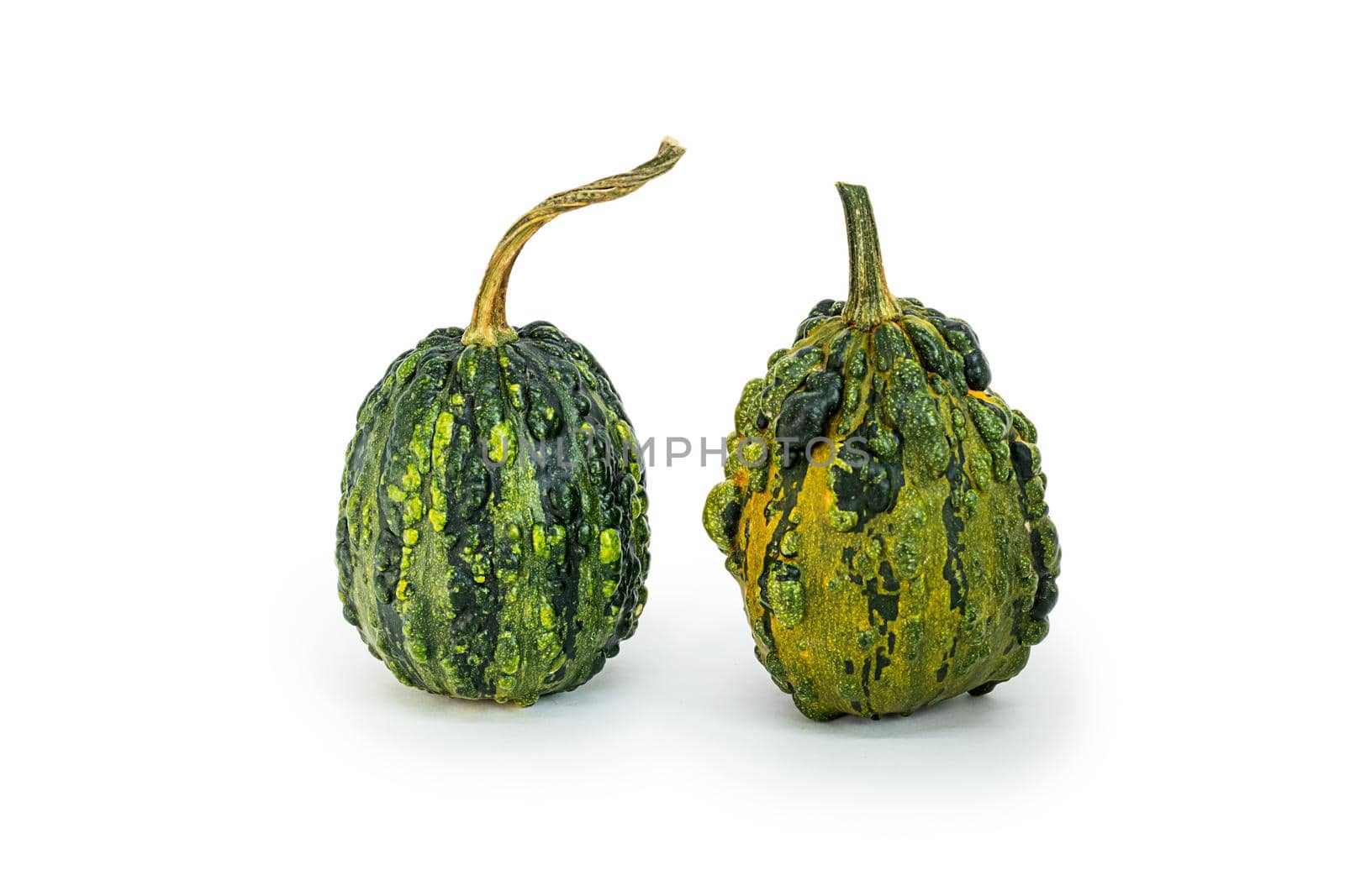 two small, decorative green pumpkins on a white background, cut out object. isolated decorative vegetables for healthy food posters. Close-up of a group of two vegetables.