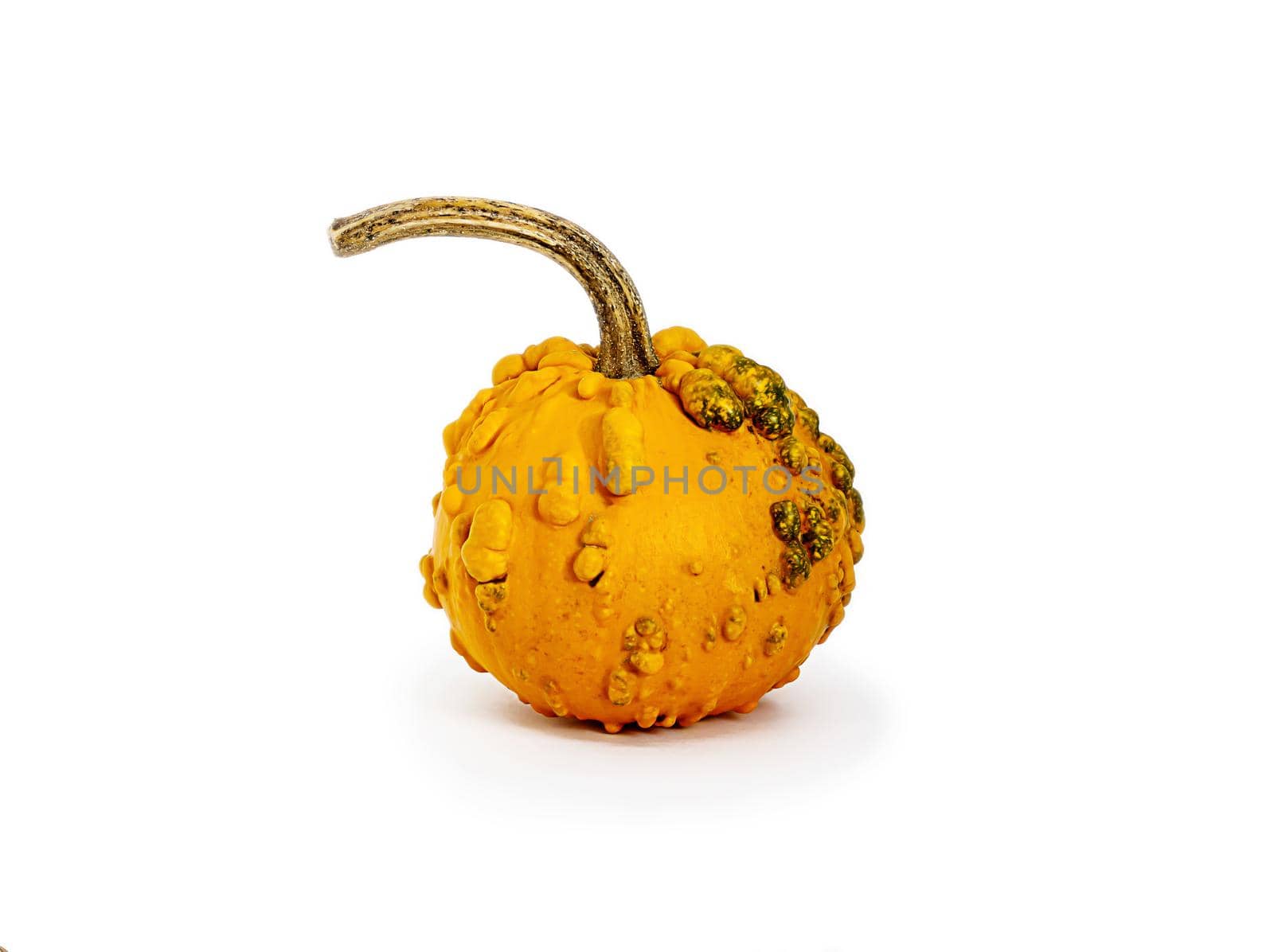 Close-up isolated object. Small decorative orange pumpkin on a white background. Cut object. The concept of autumn design, restaurant menu, Thanksgiving holiday and Halloween.