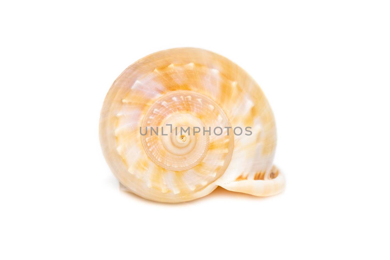 Image of grey bonnet (Phalium glaucum) seashells on a white background. Undersea Animals. Sea Shells. by yod67