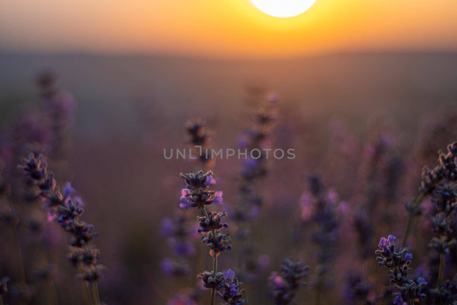Beautiful sunset in the lavender fields by Matiunina