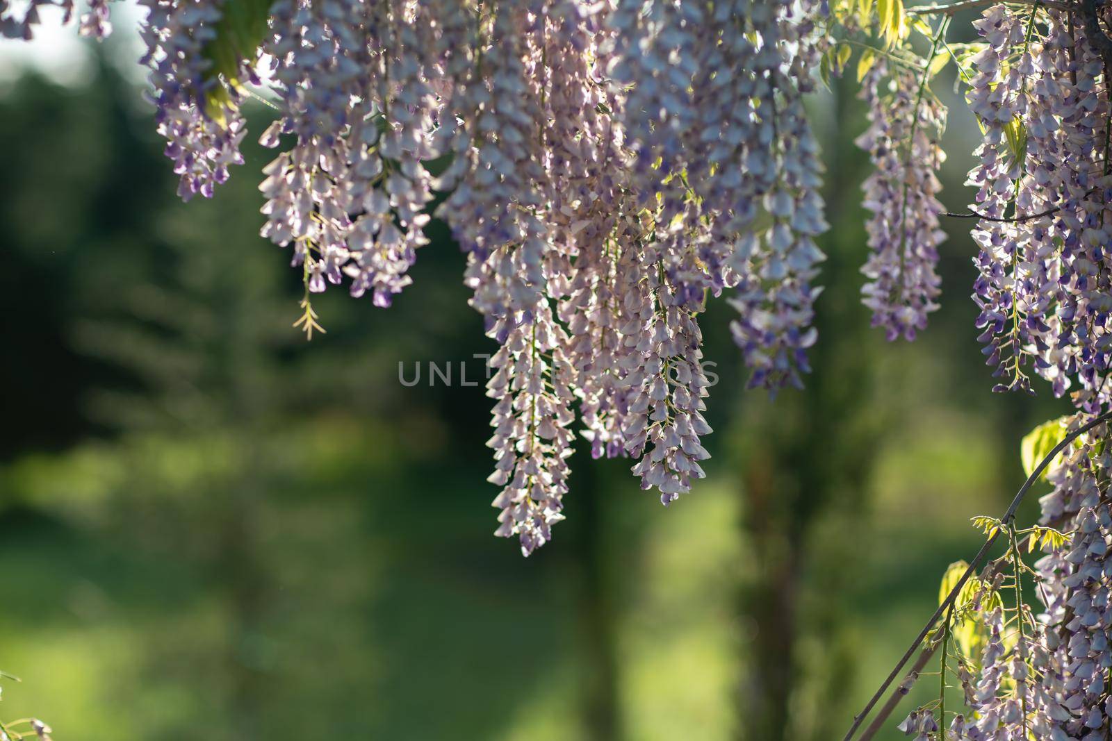 Close up view of beautiful purple wisteria blossoms hanging down from a trellis in a garden with sunlight shining from above through the branches on a sunny spring day. by Matiunina