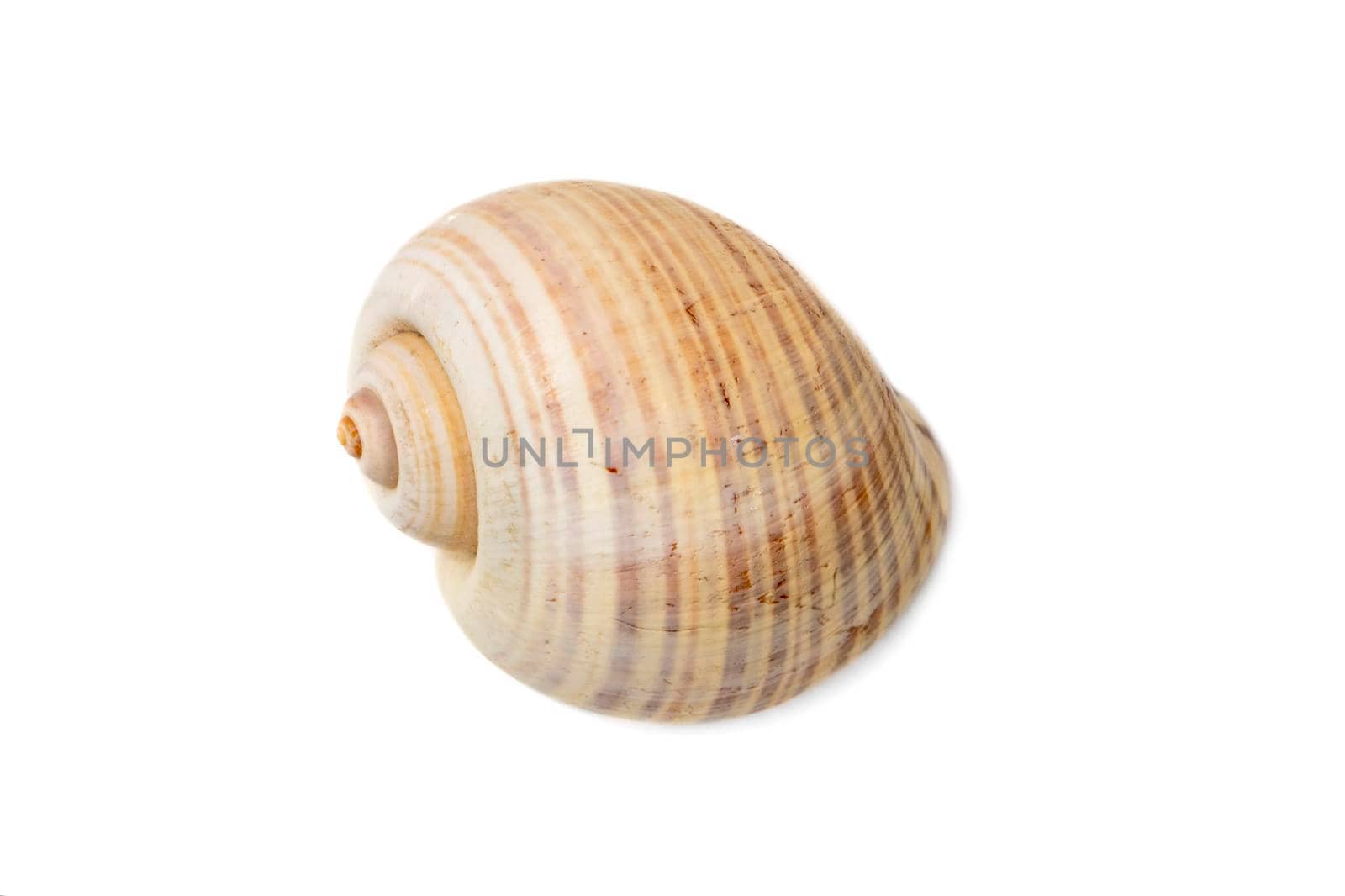 Image of large empty ocean snail shell on a white background. Undersea Animals. Sea shells.