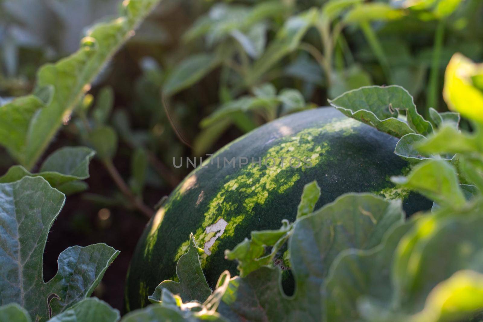 Watermelon grows on a green watermelon plantation in summer. Agricultural watermelon field. by Matiunina