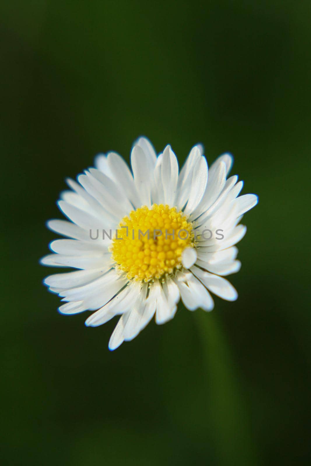 Beautiful Daisy flower blooming in the park during sunlight of summer day