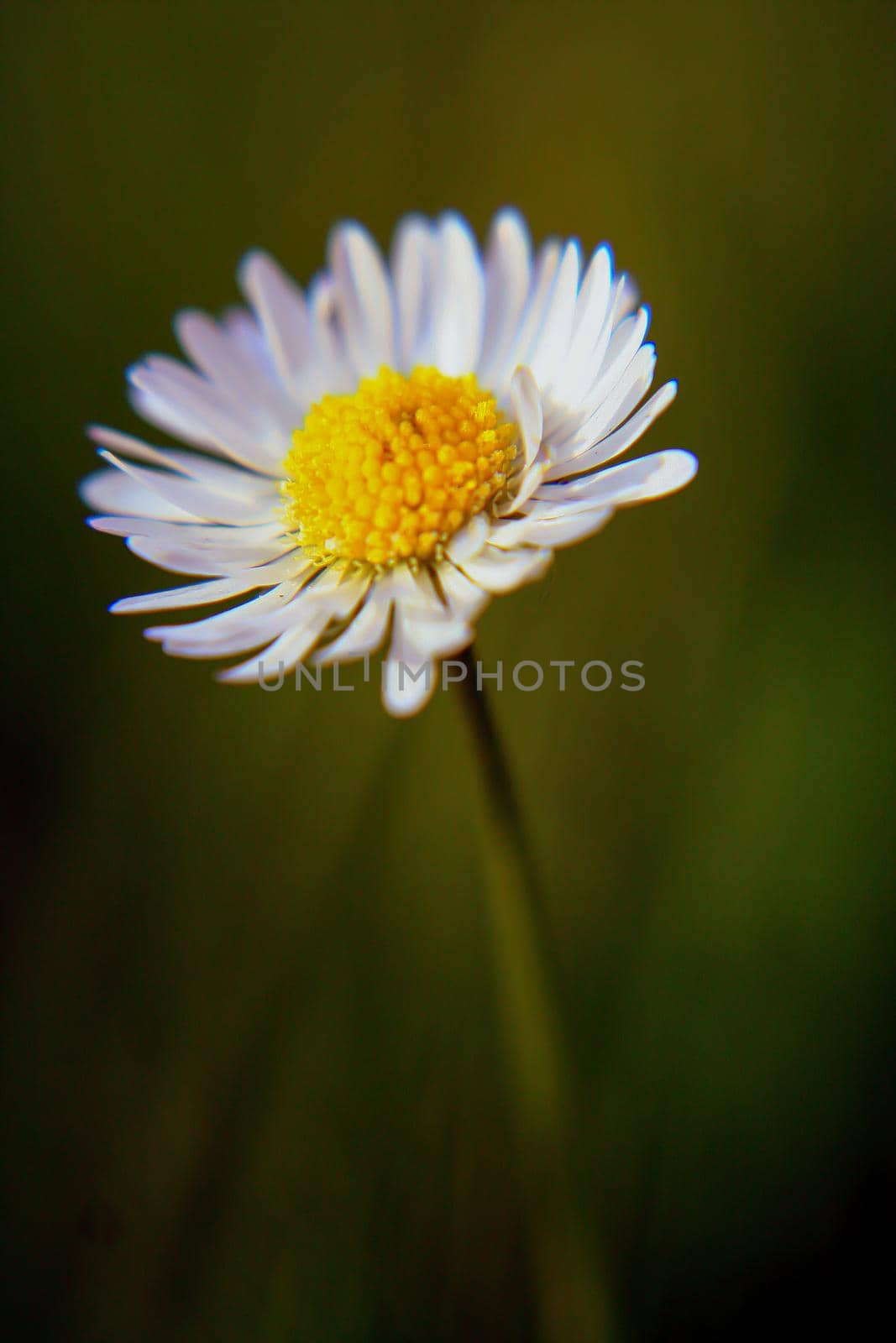 Beautiful Daisy flower blooming in the park during sunlight of summer day