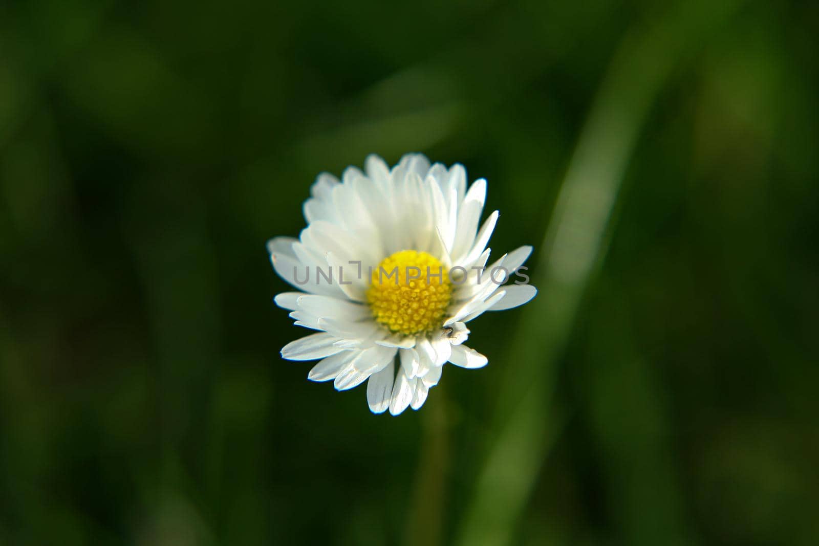 Beautiful Daisy flower blooming in the park during sunlight of summer day