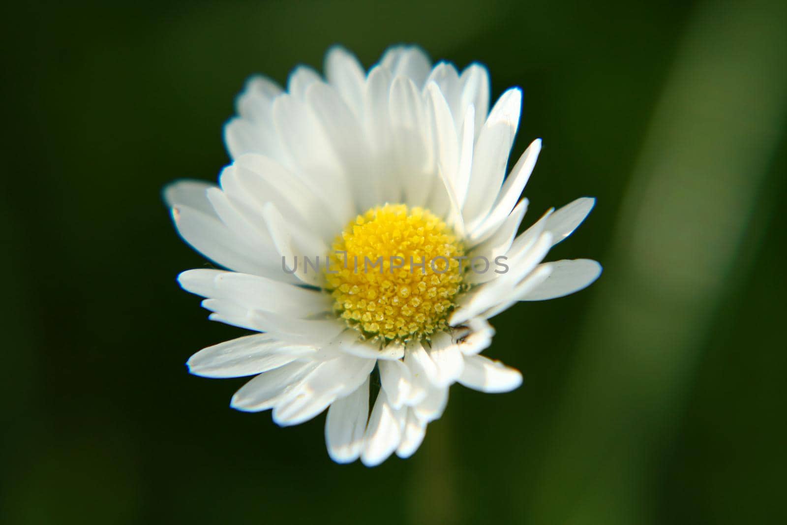 Beautiful Daisy flower blooming in the park during sunlight of summer day