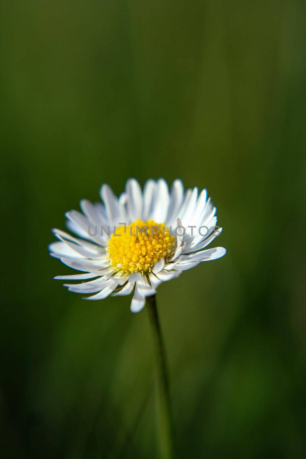 Beautiful Daisy flower blooming in the park during sunlight of summer day