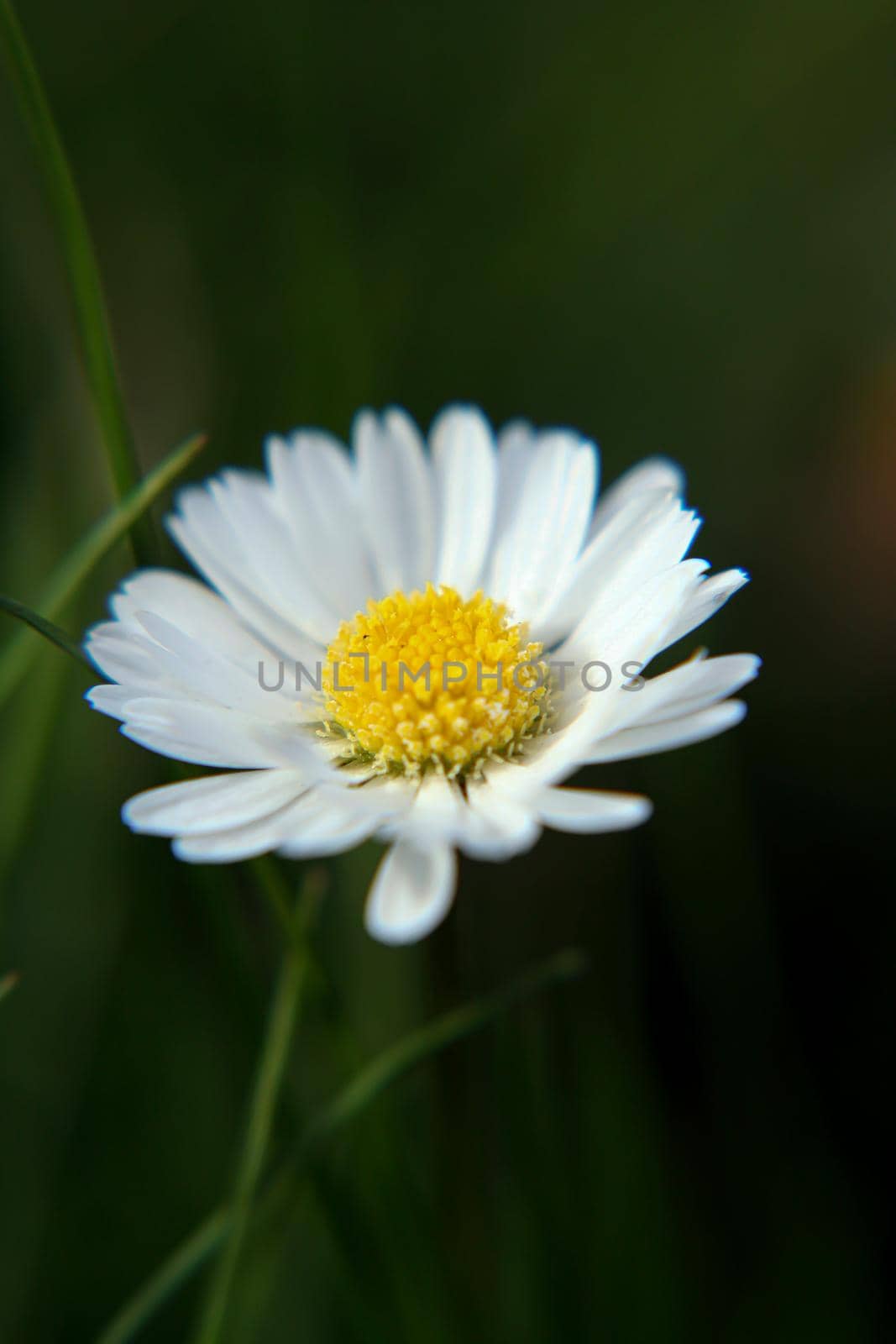 Beautiful Daisy flower blooming in the park during sunlight of summer day