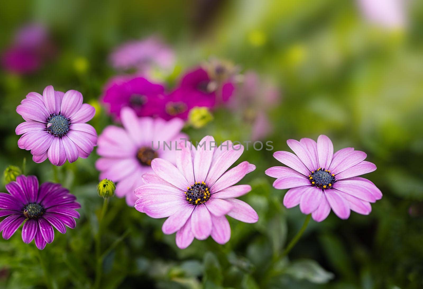 small pink flowers on a green background on a summer day, under the sunbeams by Ramanouskaya