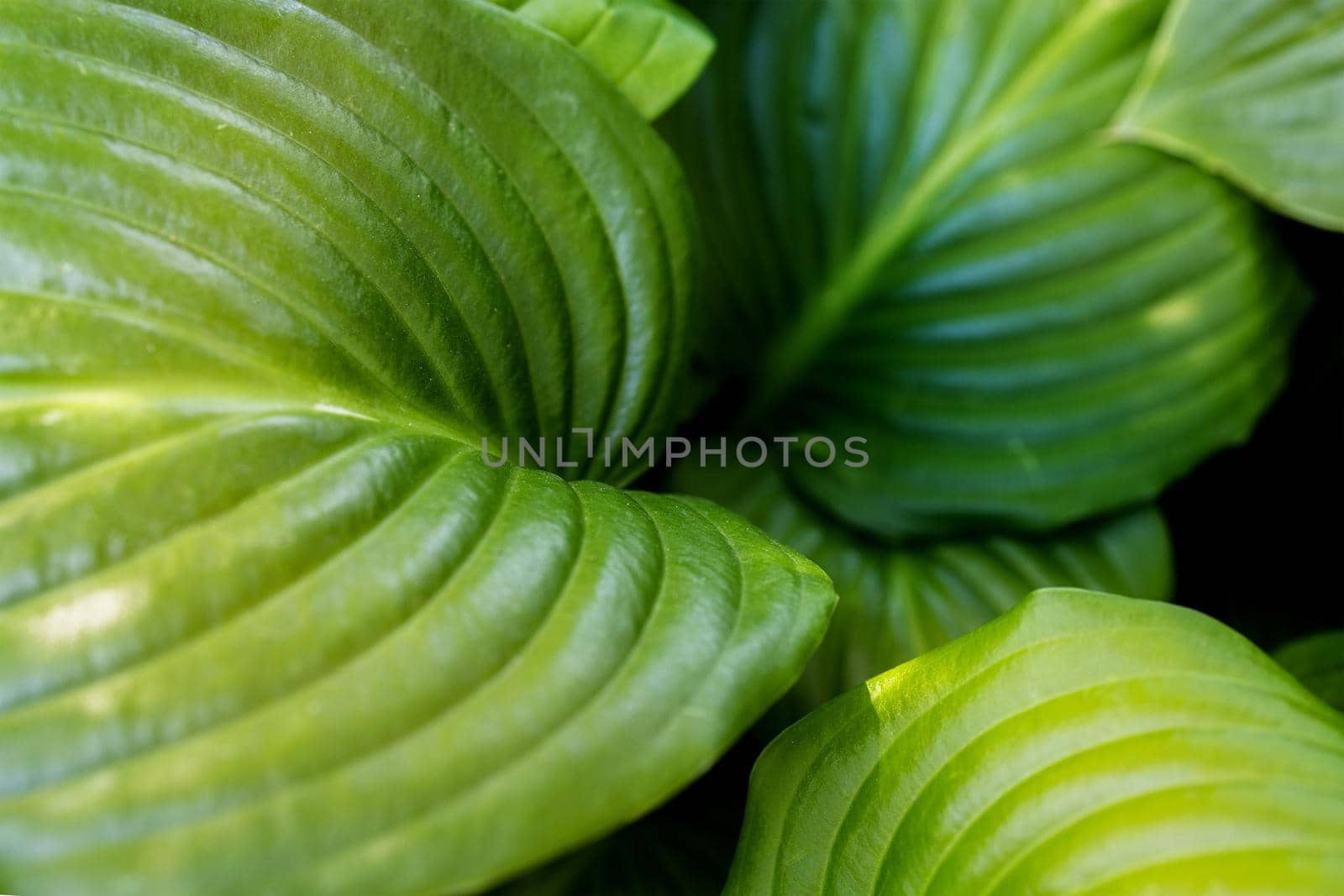 beautiful background of green hosta leaves for cosmetics, medicine, formacology by Ramanouskaya