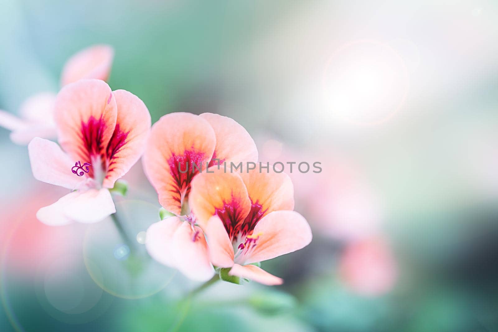 Pale pink flowers outdoors in summer and spring close-up on a turquoise background with soft selective focus. Gentle dreamy image of the beauty of nature. Beautiful poster or postcard.