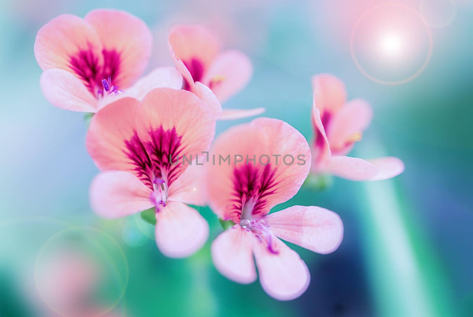 beautiful pink flowers on a blue blurred background, romantic card, poster by Ramanouskaya