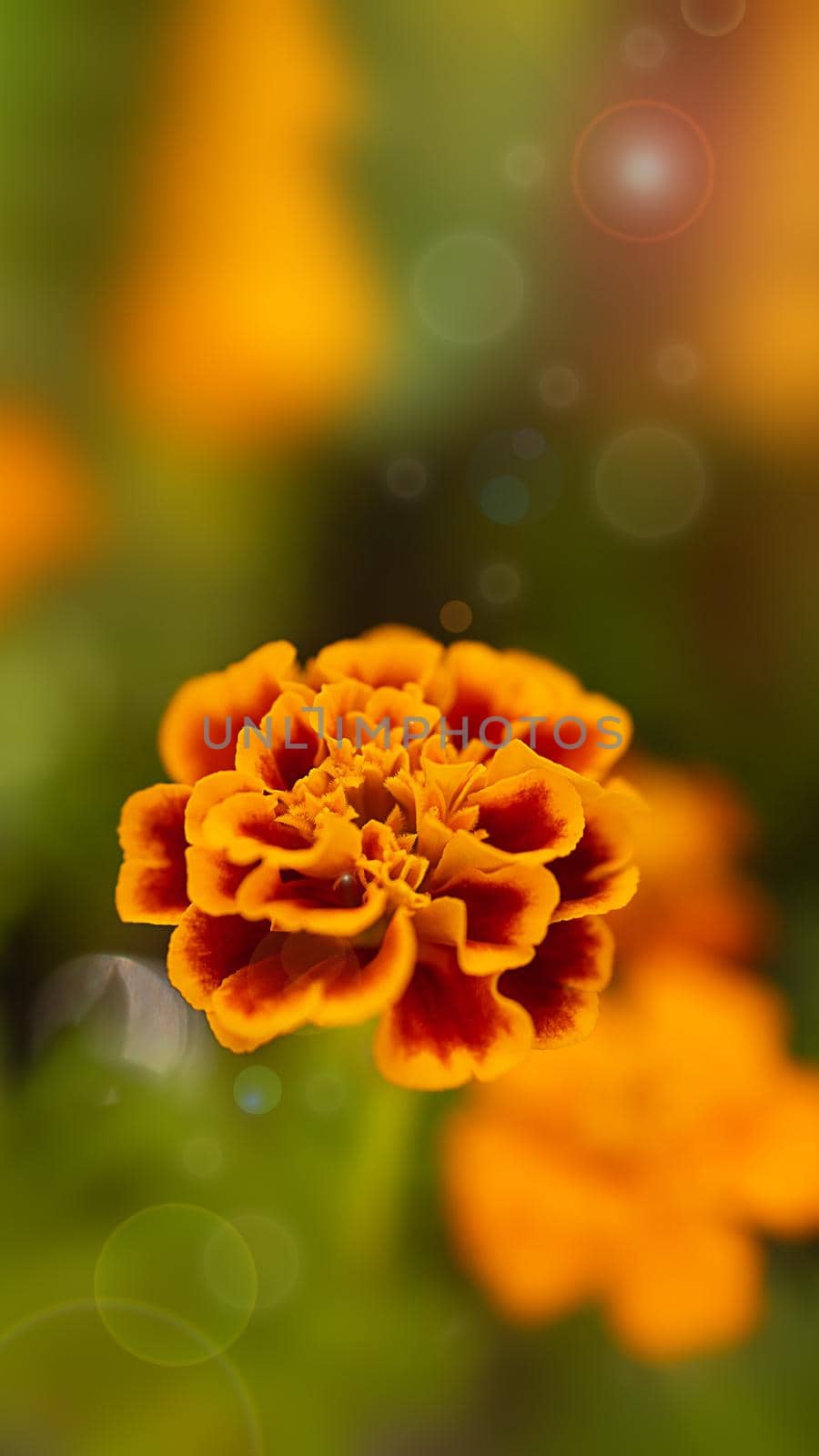 Orange flower of calendula on a dark background, in the rays of the sun by Ramanouskaya