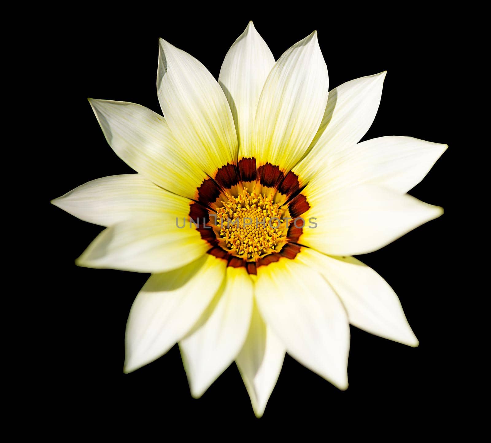 decorative yellow flower on black background, isolated object