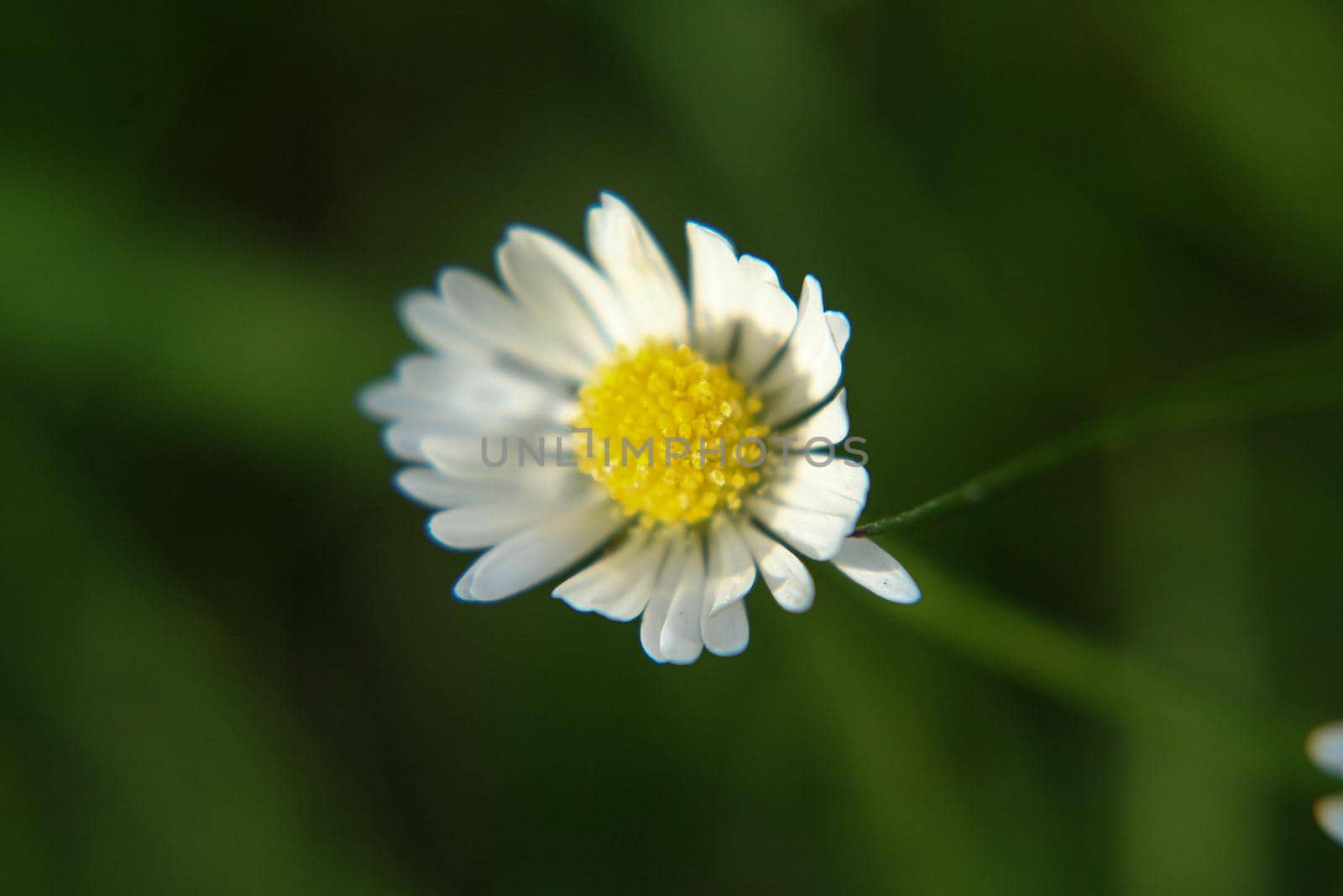 Beautiful Daisy flower blooming in the park during sunlight of summer day